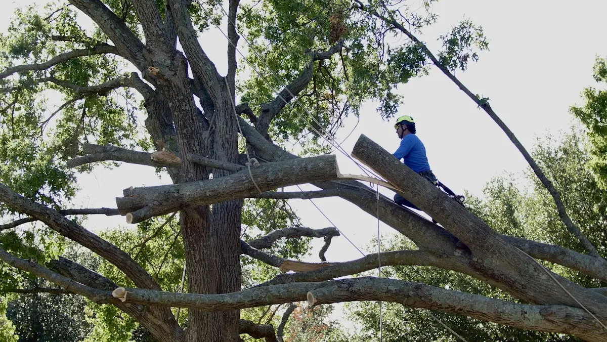 Professional Crown Thinning performed by certified arborists in Newbury